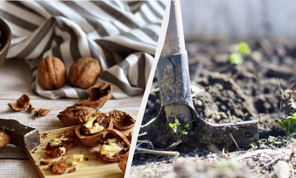 Шкаралупа от орехов: ценное удобрение для вашего дома и сада