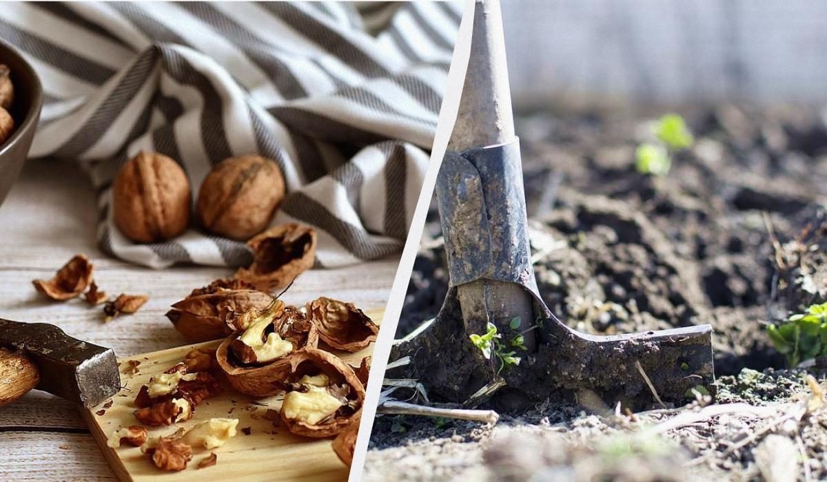 Шкаралупа от орехов: ценное удобрение для вашего дома и сада