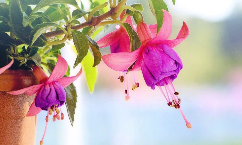 Секреты пышного цветения фуксии: уход для вашей красоты