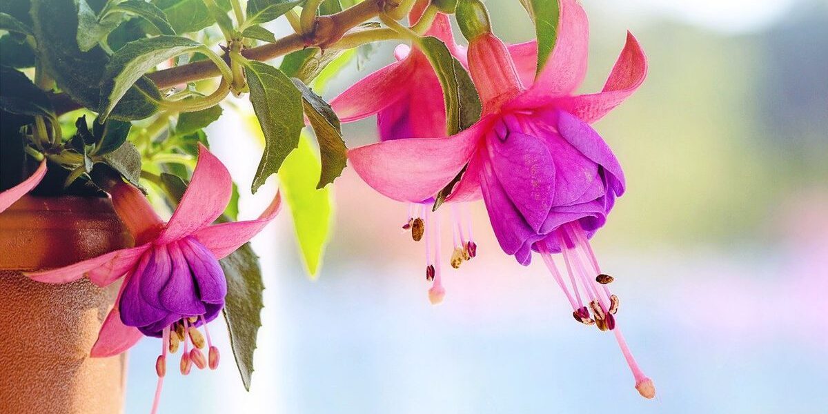 Секреты пышного цветения фуксии: уход для вашей красоты