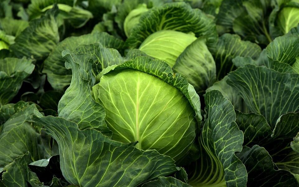 Секреты пышного урожая капусты на вашей даче: советы для уютного дома