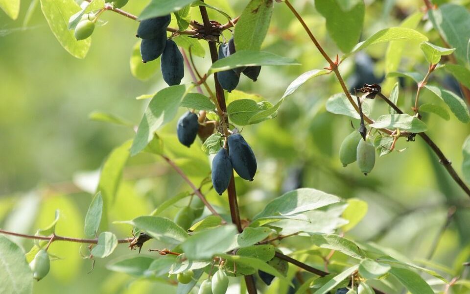 Почему ягоды жимолости кислые, хотя вы сажали сладкий сорт? Решаем проблему