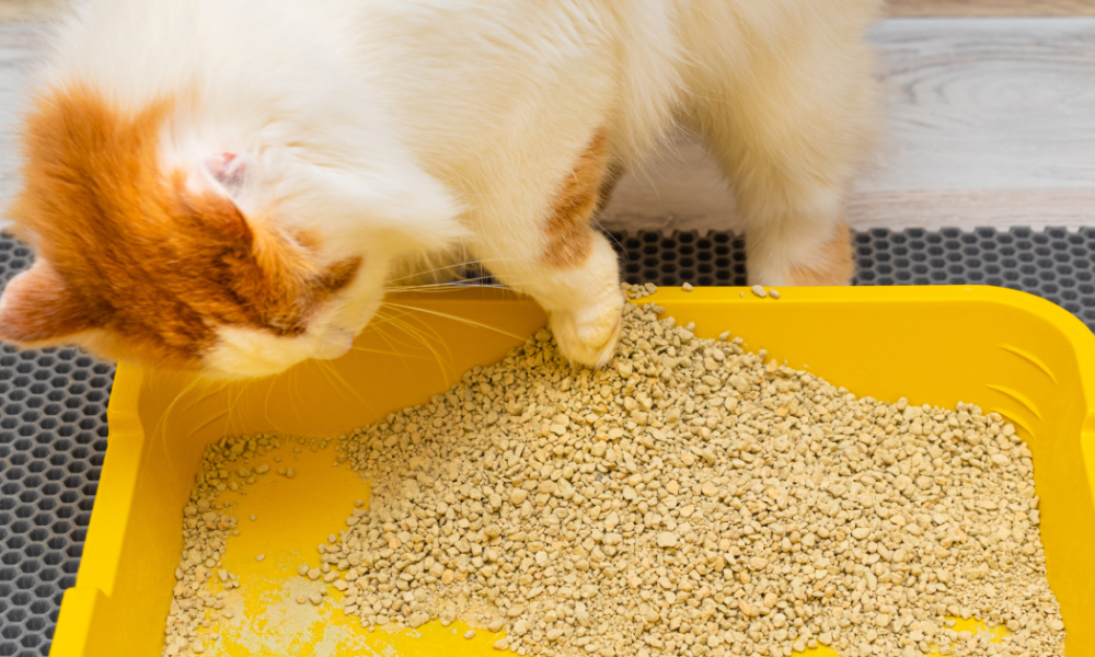 Чистый лоток кошки: простой трюк с кипятком для идеального дома