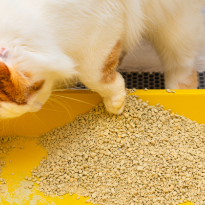 Чистый лоток кошки: простой трюк с кипятком для идеального дома