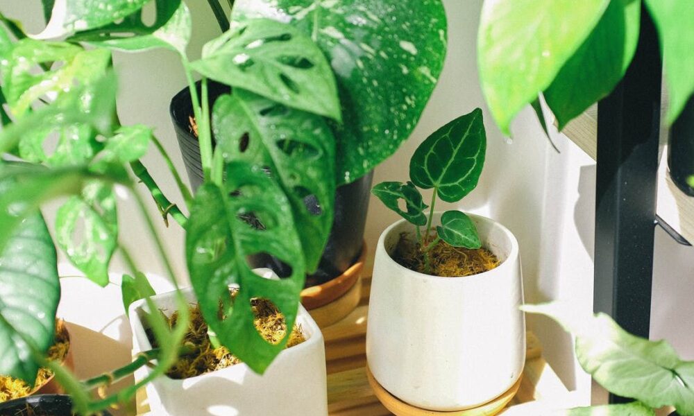 Идеальная температура для ваших комнатных растений: как спасти их от жары