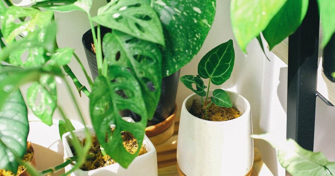 Идеальная температура для ваших комнатных растений: как спасти их от жары