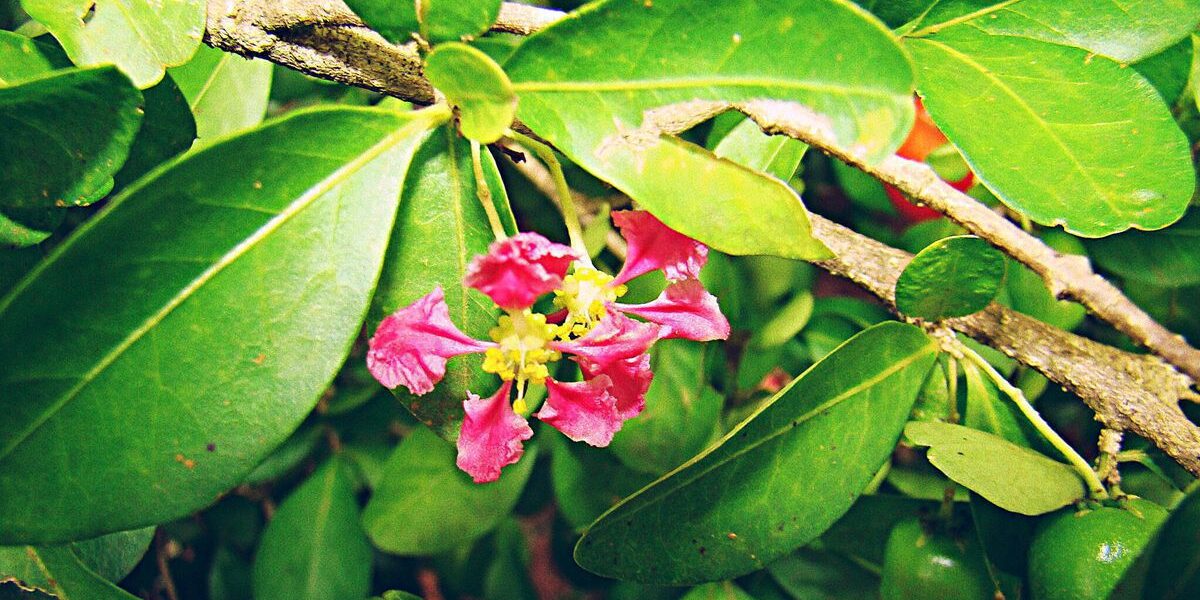 Барбадосская вишня: секреты ухода и польза для здоровья и красоты