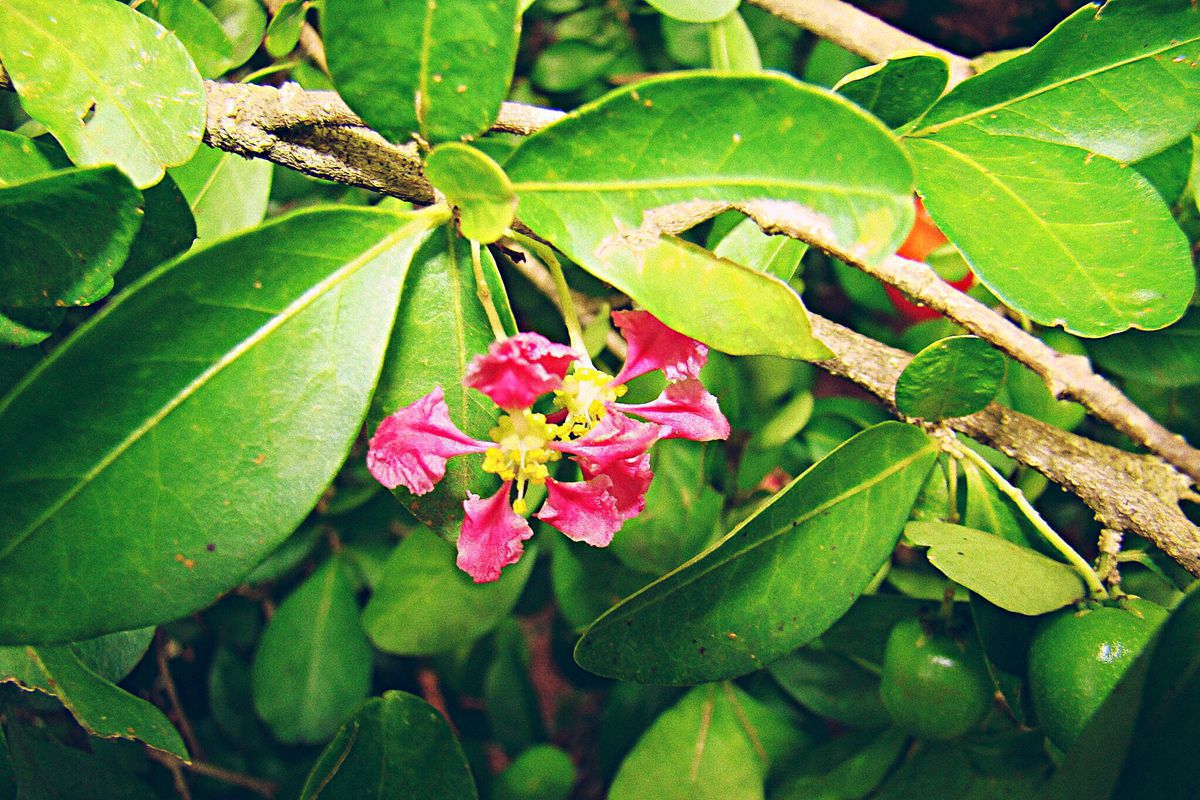 Барбадосская вишня: секреты ухода и польза для здоровья и красоты