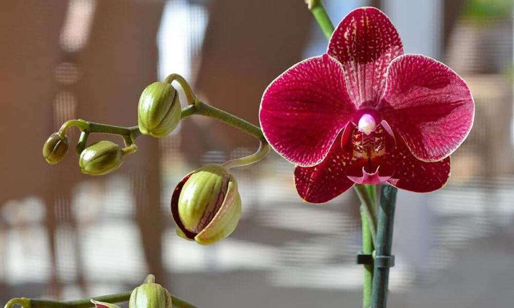 Липкие выделения на орхидеях: что это и как спасти цветок