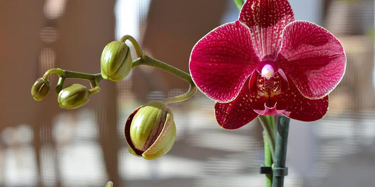 Липкие выделения на орхидеях: что это и как спасти цветок