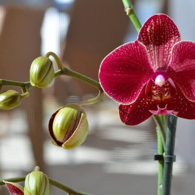 Липкие выделения на орхидеях: что это и как спасти цветок