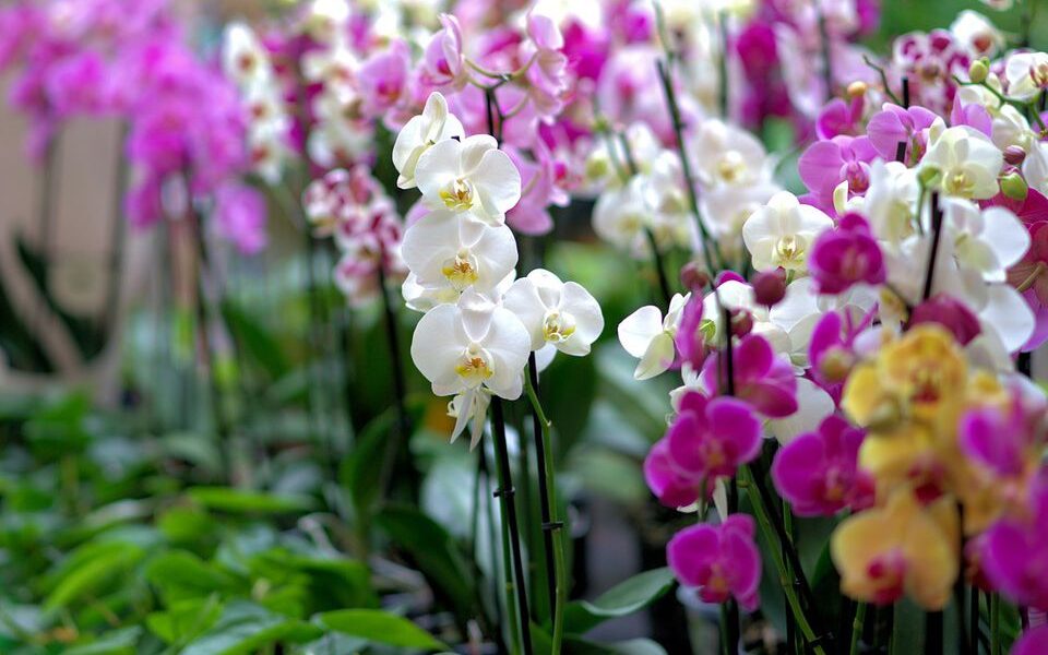 Цветы по фен-шуй: как выбрать идеальное растение для дома, карьеры и любви