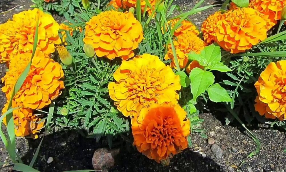 Бархатцы против нематоды: правда или миф для вашего сада?