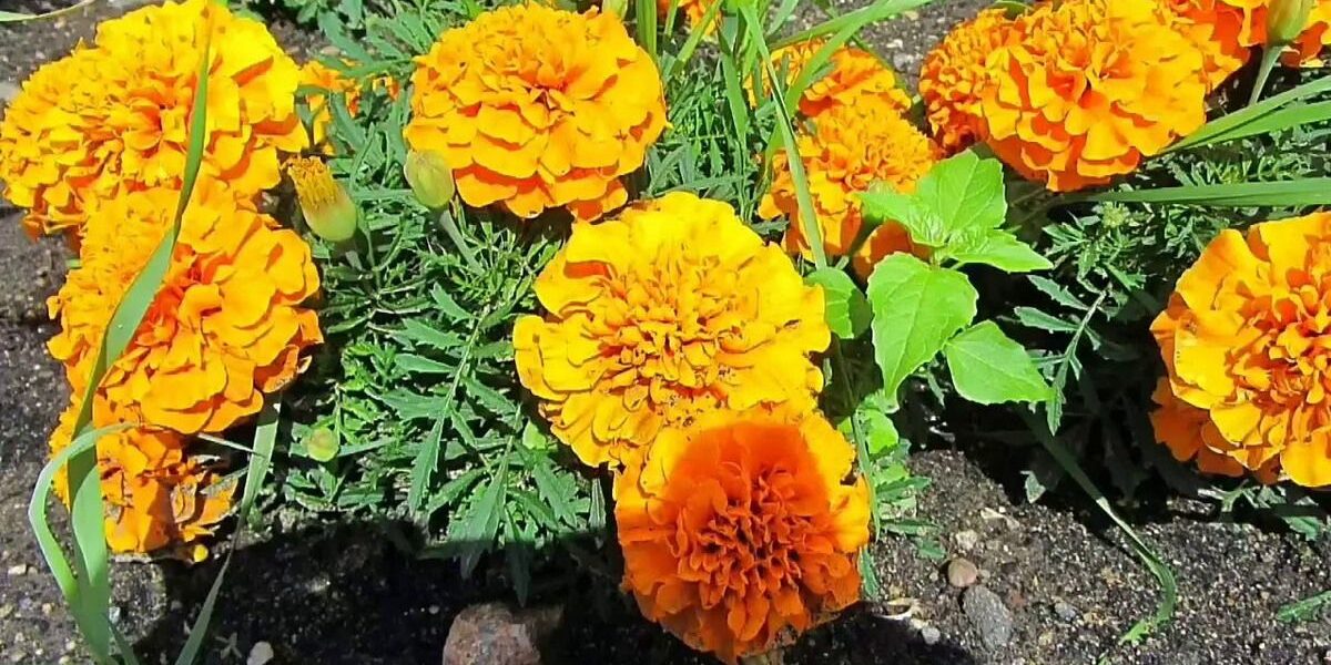 Бархатцы против нематоды: правда или миф для вашего сада?