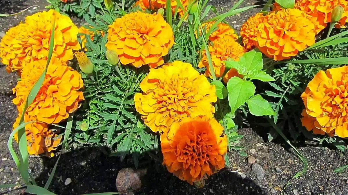 Бархатцы против нематоды: правда или миф для вашего сада?