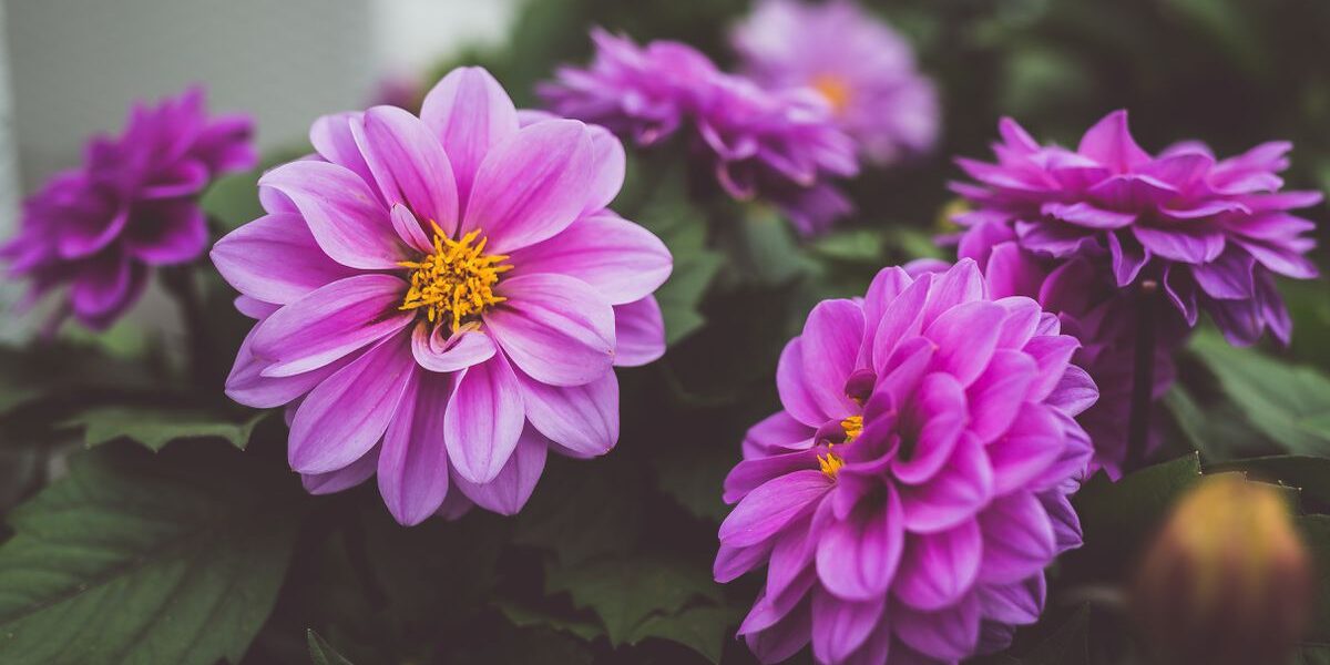 Почему ваши георгины не цветут: главные причины и как их исправить