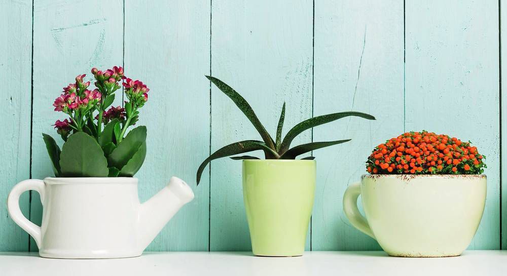 Летний уход за комнатными растениями: секреты пышной зелени и цветения