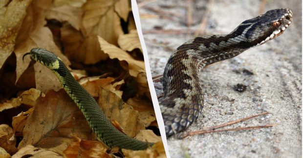 Как отличить ужа от гадюки: простые признаки для каждой хозяйки