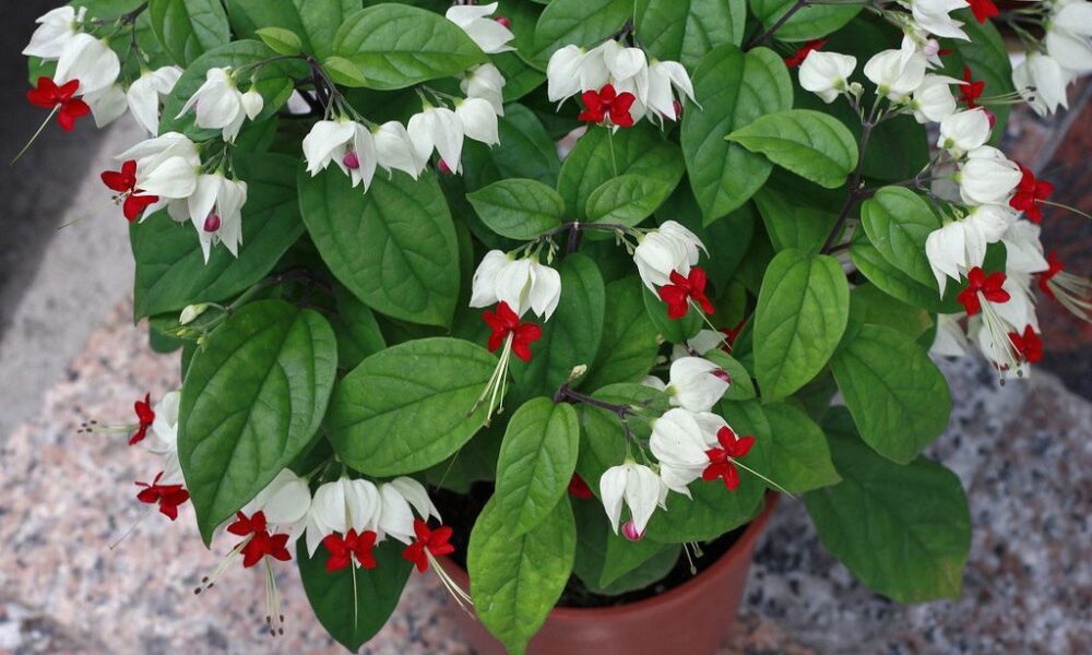 Клеродендрум Томсона: секреты пышного цветения круглый год для вашего сада