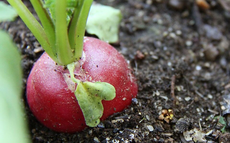 Секреты большого урожая редиса: как вырастить сочный и хрустящий овощ на даче