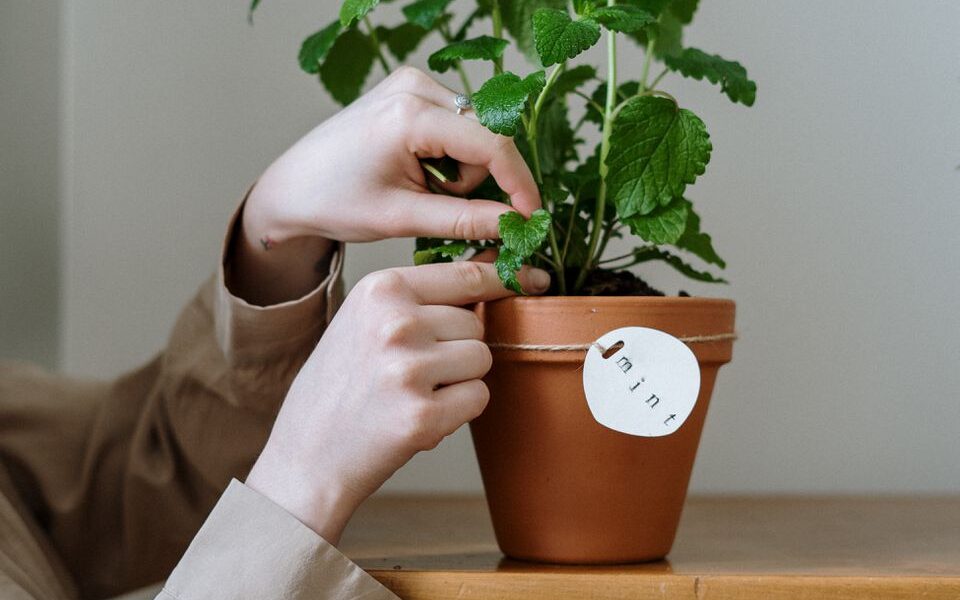 Растения-защитники: как избавиться от пауков в доме навсегда