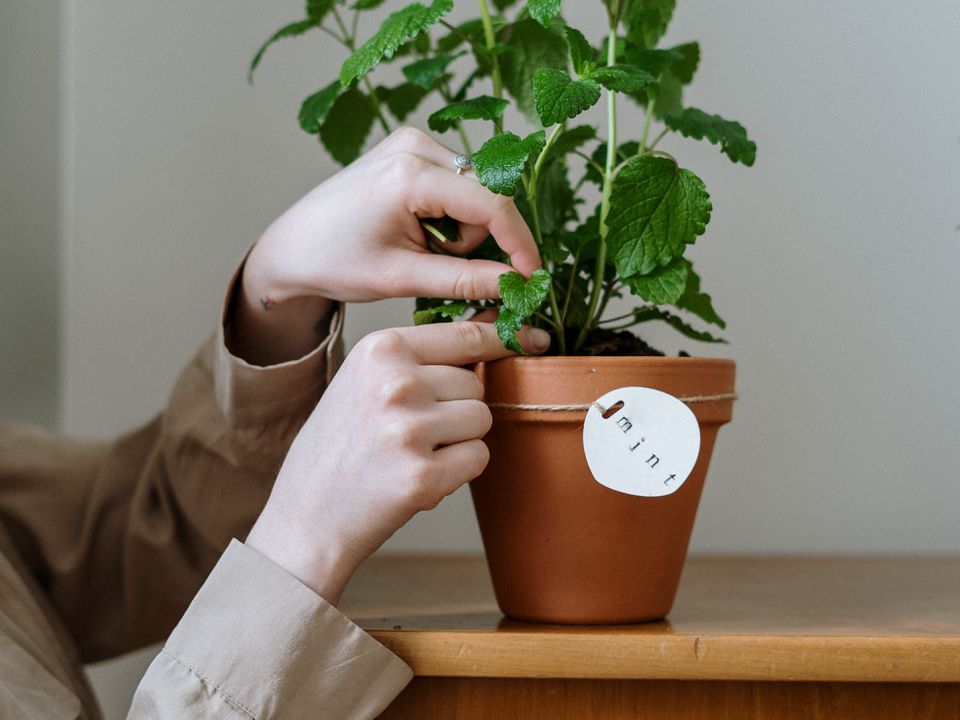 Растения-защитники: как избавиться от пауков в доме навсегда