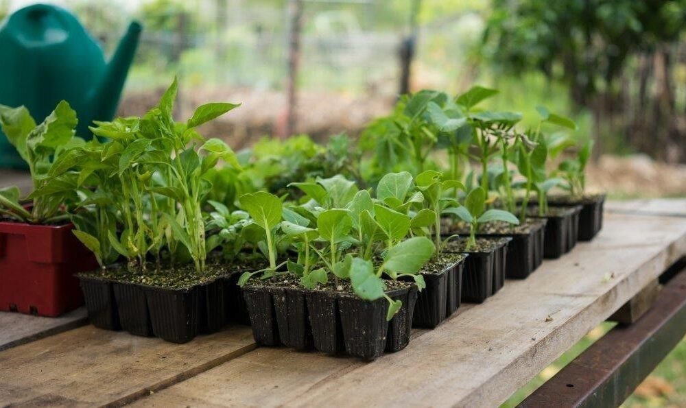 Зимние праздники и свежая зелень: выращиваем на подоконнике к столу