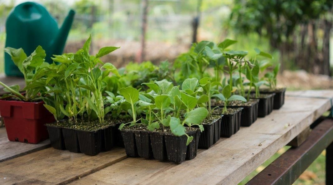 Зимние праздники и свежая зелень: выращиваем на подоконнике к столу