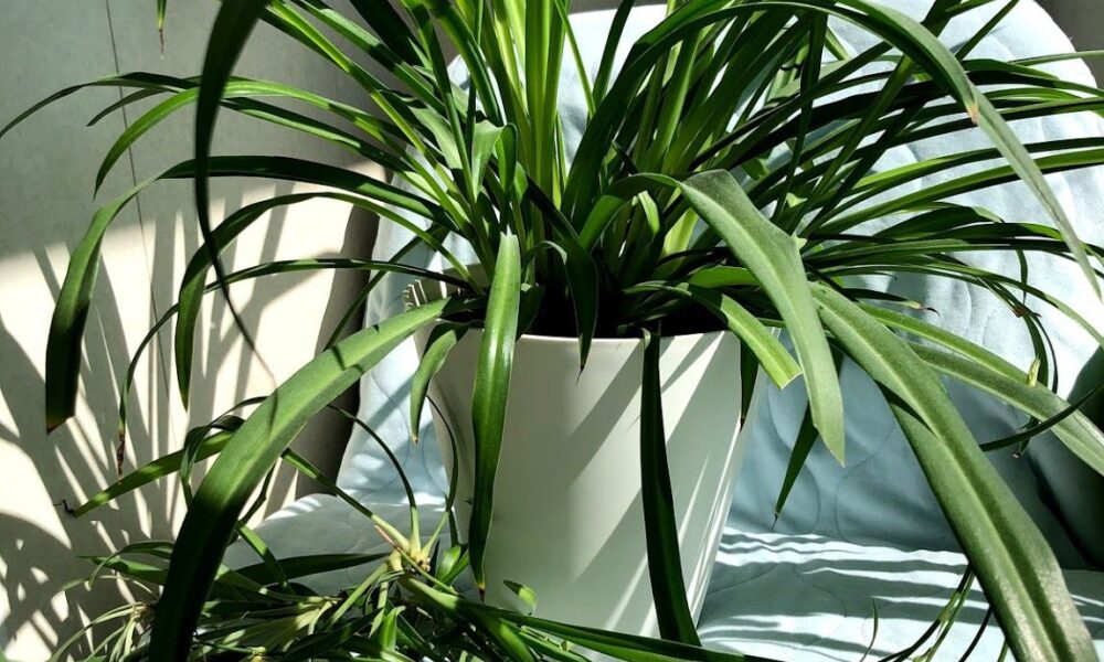 Хлорофитум дома: 9 причин завести это неприхотливое растение