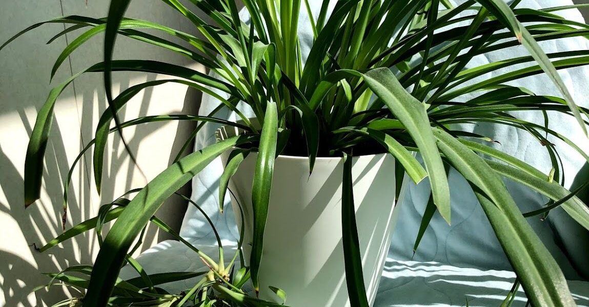 Хлорофитум дома: 9 причин завести это неприхотливое растение