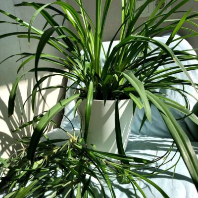 Хлорофитум дома: 9 причин завести это неприхотливое растение