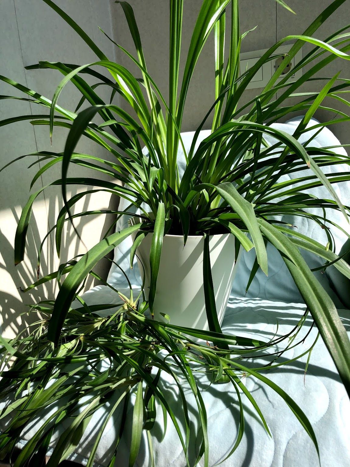 Хлорофитум дома: 9 причин завести это неприхотливое растение