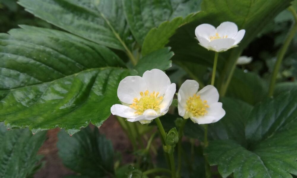 Секреты пышного цветения и богатого урожая клубники: советы для вашего сада
