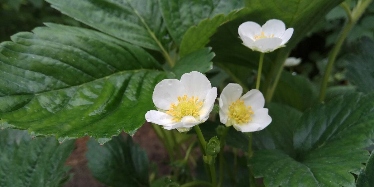 Секреты пышного цветения и богатого урожая клубники: советы для вашего сада