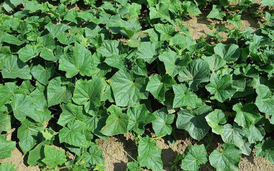 Почему огурцы не цветут: 5 распространенных ошибок и как их исправить