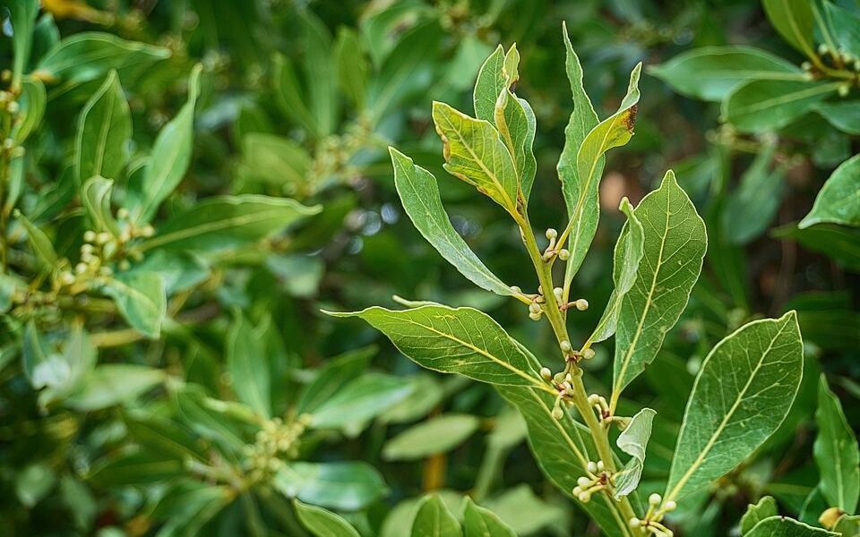Лавровое дерево дома: как вырастить и безопасно ли это для вашего здоровья