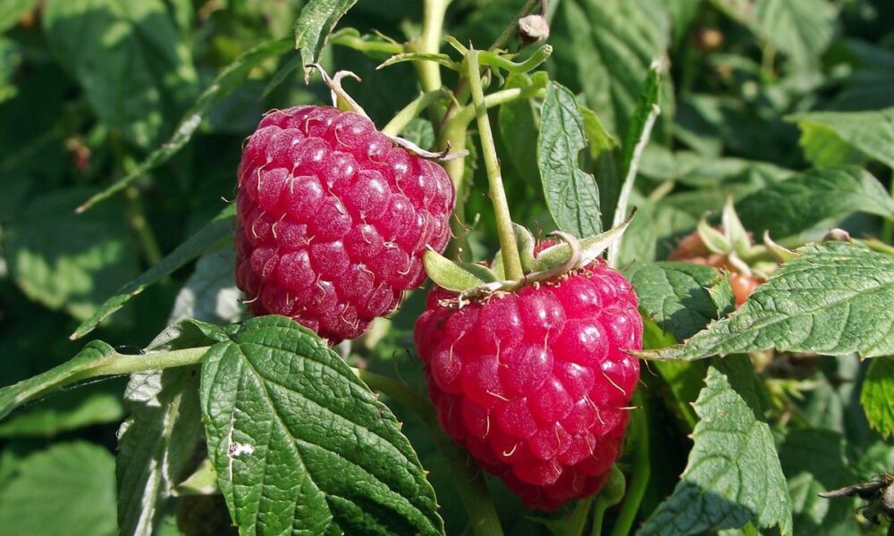 Уход за малиной после сбора урожая: секреты пышного плодоношения в следующем году