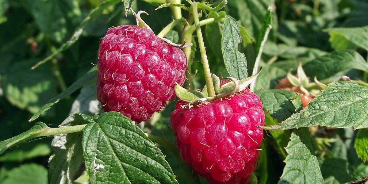 Уход за малиной после сбора урожая: секреты пышного плодоношения в следующем году