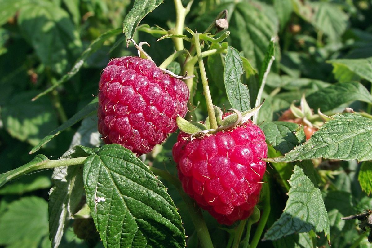 Уход за малиной после сбора урожая: секреты пышного плодоношения в следующем году