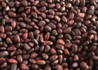 Кедр: польза орешков и лучшие рецепты для женщин