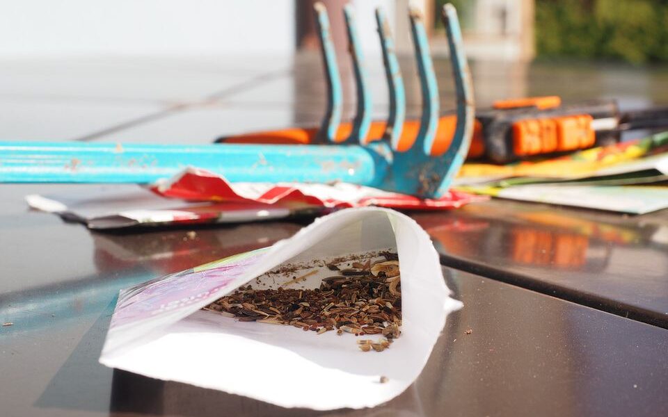 Секрет пышной рассады: как добиться быстрого роста овощей с помощью одного простого средства