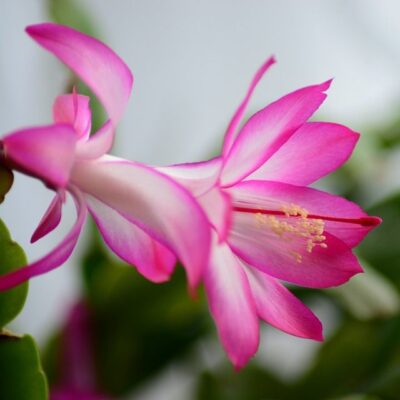 Как заставить декабрист цвести: 8 секретов пышного цветения круглый год