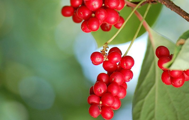 Лимонник китайский: выращиваем на даче для здоровья и красоты