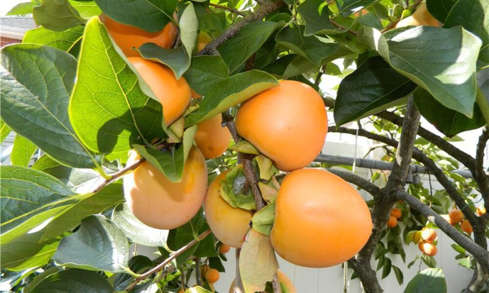 Выращиваем экзотические растения дома: хурма из косточки для вашего уютного уголка