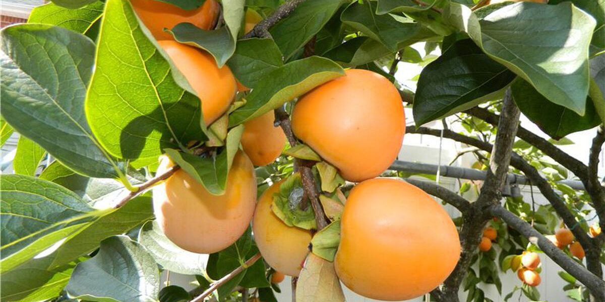 Выращиваем экзотические растения дома: хурма из косточки для вашего уютного уголка