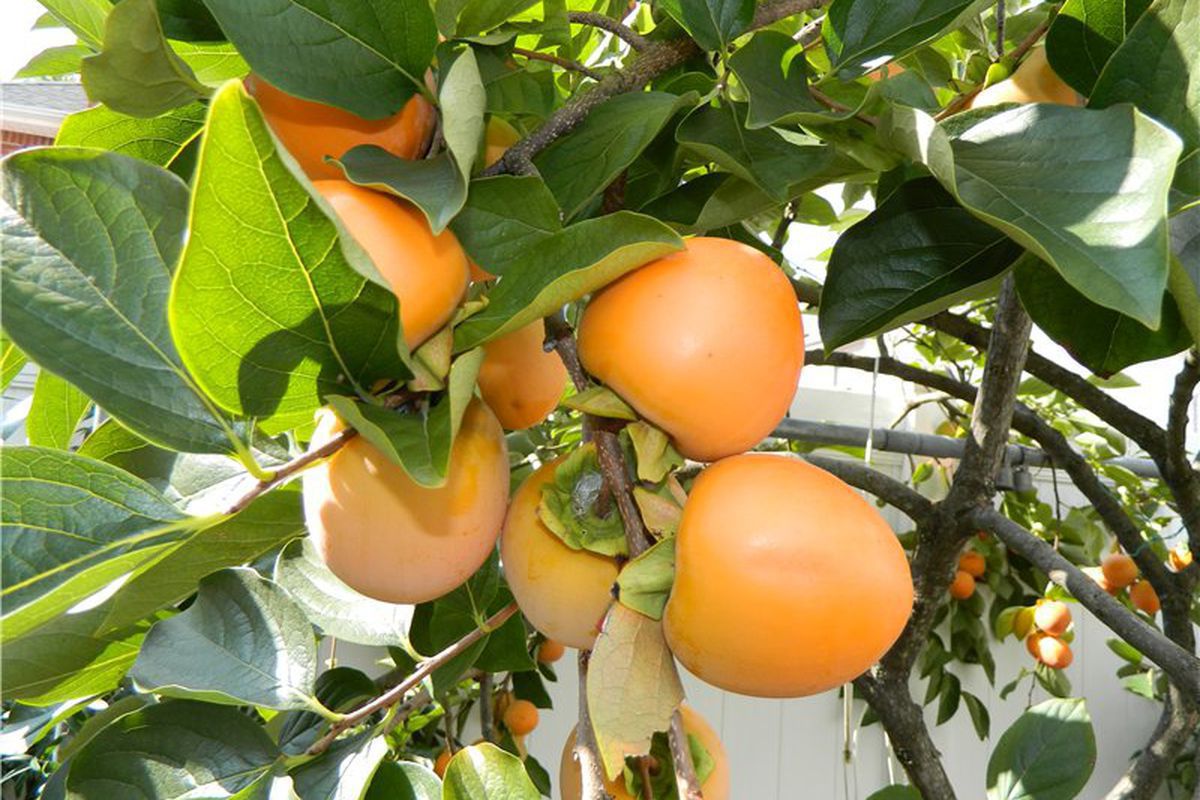 Выращиваем экзотические растения дома: хурма из косточки для вашего уютного уголка