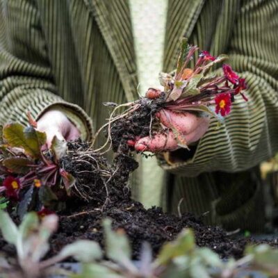Размножаем примулы в августе: простые способы для вашего сада