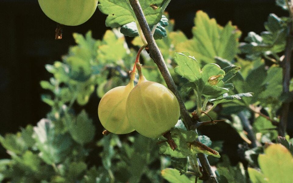 Осенний уход за агрусом: подготовка кустов к зиме для богатого урожая