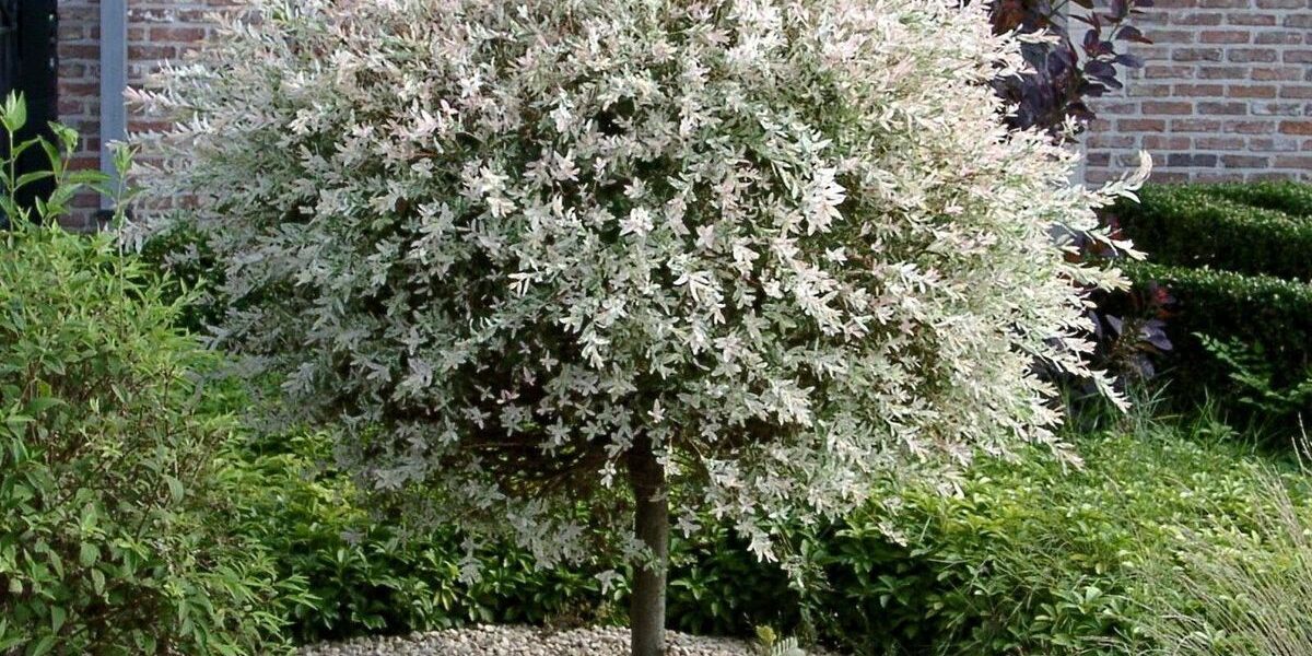 Секреты ухода за Хакуро Нишики: создаем японский сад мечты