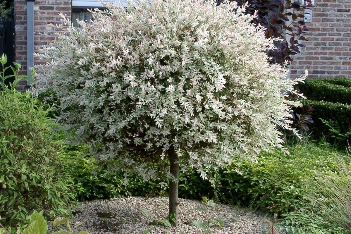 Секреты ухода за Хакуро Нишики: создаем японский сад мечты